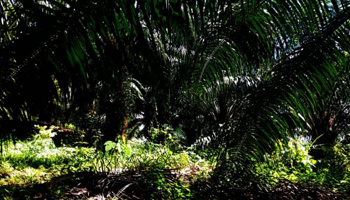 Pemilik Minta PT Arvena Kembalikan Lahan Diluar Izin