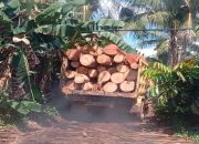 Pengolahan Kayu Diduga Illegal di Sawmil Kimcua Luput dari Aparat
