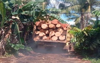 Pengolahan Kayu Diduga Illegal di Sawmil Kimcua Luput dari Aparat