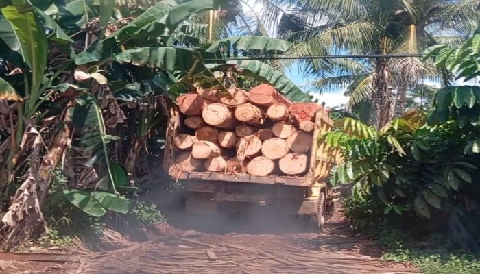 Pengolahan Kayu Diduga Illegal di Sawmil Kimcua Luput dari Aparat